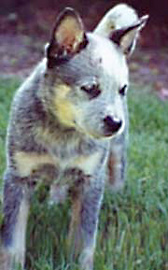 Jessie an Australian Cattle Dog
