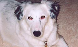 Froya a Border Collie