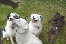 Nefe, Cooper, Echo and Hawi