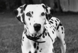 Scout, a deaf Dalmatian