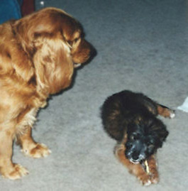 Photo of Max (left) and LadyBug