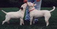 Fifi and Emily, the Bull Terriers