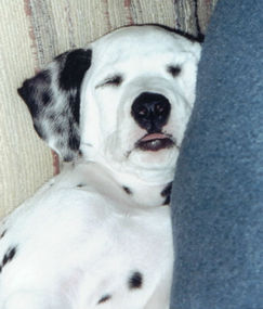 Photo of Libby Lu, a Dalmatian puppy