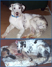 Delilah(top)and with friend, Gracie (bottom)