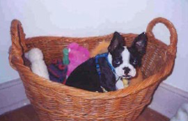 Buster a Boston Terrier