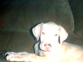Photo of Merlin, a Great Dane puppy