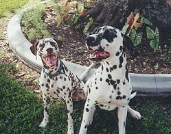 Picture of Smores, a deaf Dalmatian and Mask, hearing Great Dane/Dalmatian mix