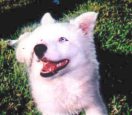 Photo of Samantha, a white Border Collie puppy