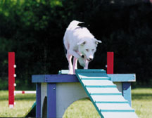 Woof practicing agility