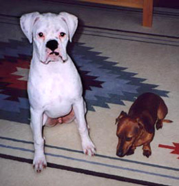 Photo of Felix, a white Boxer, and Oscar, a Dachshund