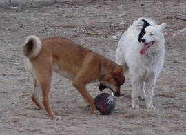 Rowdy hangs out with Turbo, who is trying to fit a basketball in his mouth!